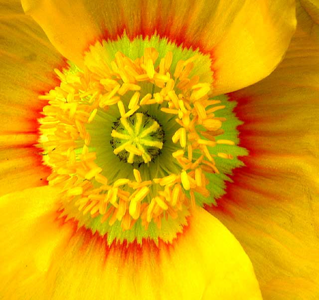 Eschscholzia californica