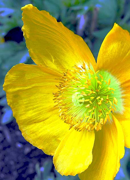 Eschscholzia californica