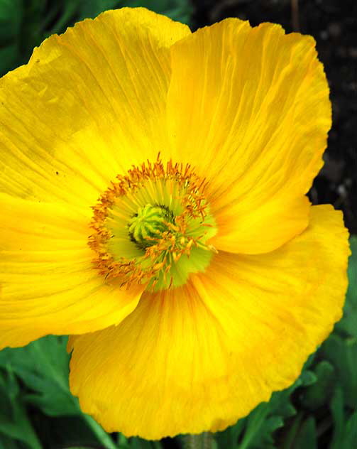 Eschscholzia californica