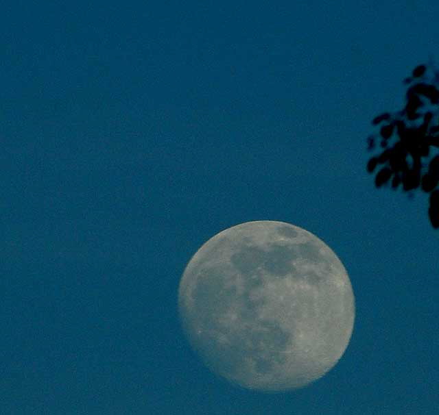 Late afternoon moon over Sunset Plaza, Tuesday, December 29, 2009 (waxing gibbous, 96% full) 