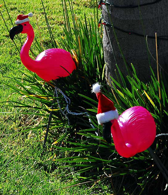 Pink Flamingo Christmas Display, Nutmeg Way, Carlsbad, California 