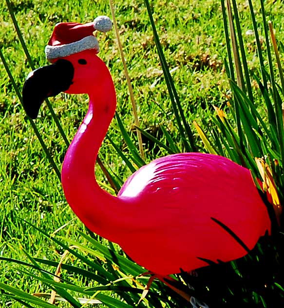 Pink Flamingo Christmas Display, Nutmeg Way, Carlsbad, California 