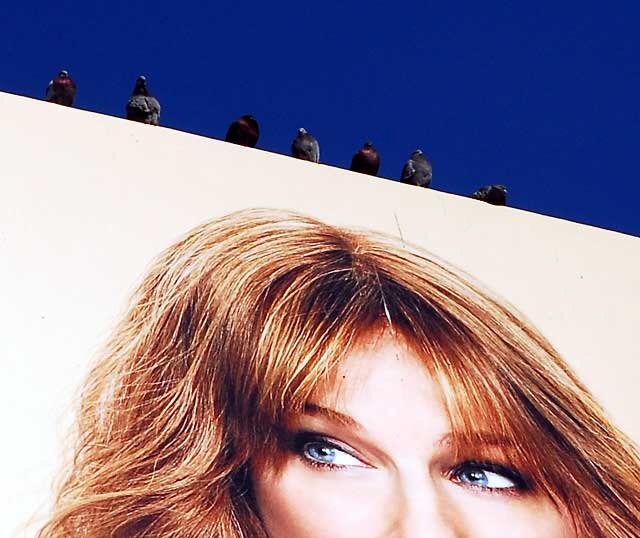 Sarah Jessica Parker with Pigeons, billboard on Hollywood Boulevard