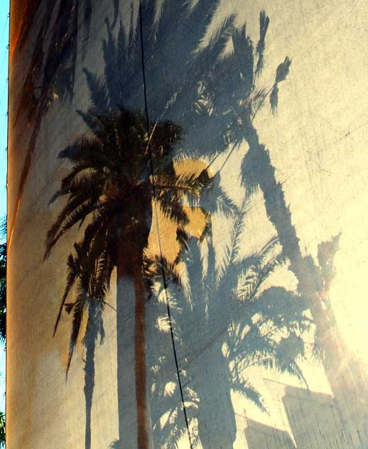 Palm Scrim, Los Angeles County Museum of Art (LACMA) on Wilshire Boulevard