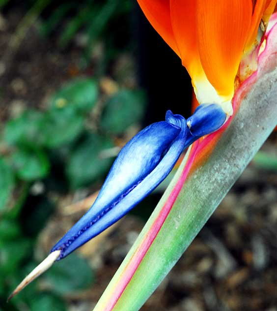 Bird of Paradise (Strelitzia reginae)