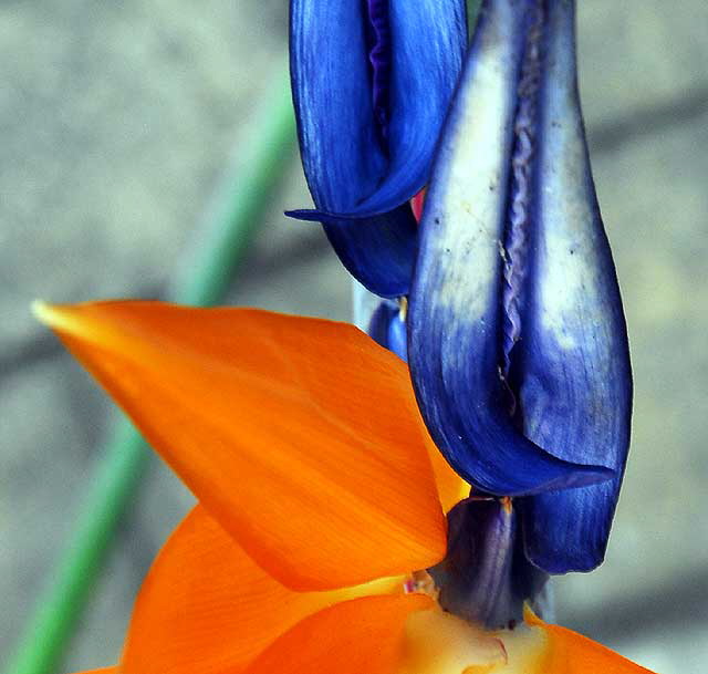 Bird of Paradise (Strelitzia reginae)