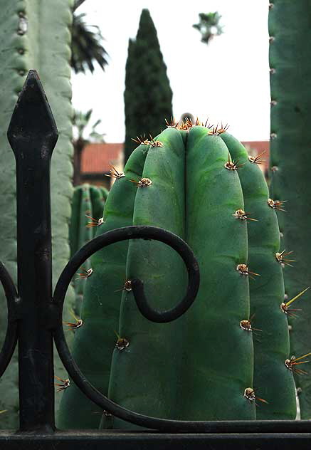 Cactus and wrought iron fence, Hollywood
