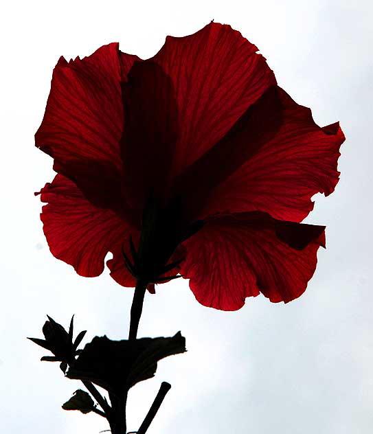 Hibiscus from behind, grays sky 