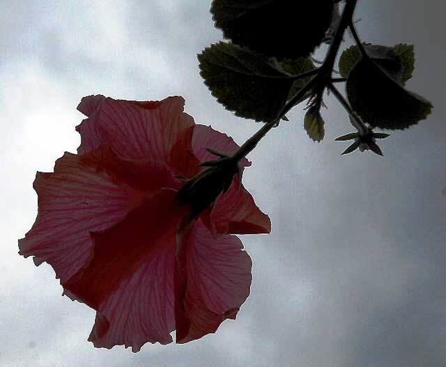 Hibiscus from behind, grays sky 