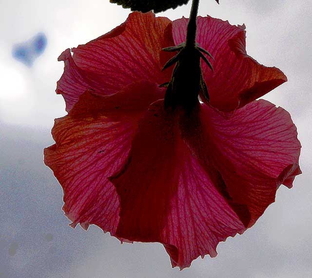 Hibiscus from behind, grays sky 