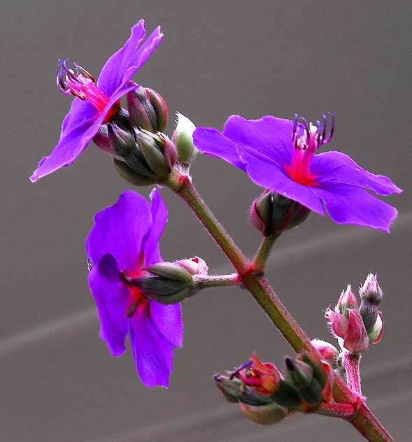 Purple blooms in the gardens of the Crossroads of the World, Sunset Boulevard at Cherokee 