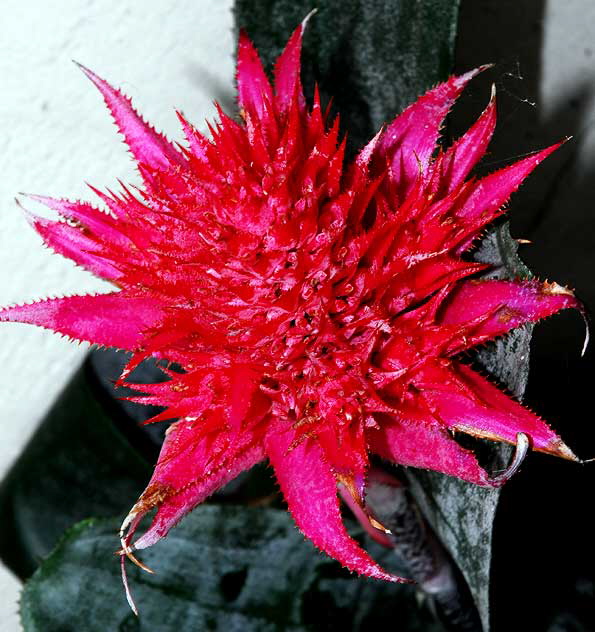 Red succulent in bloom