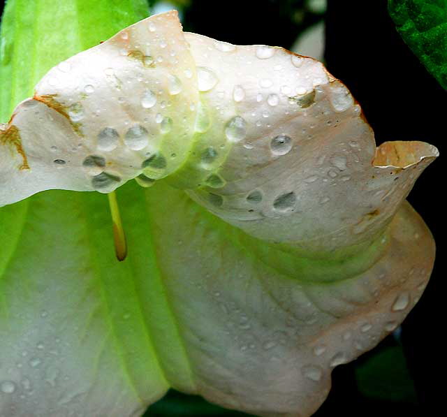 Wet Bloom
