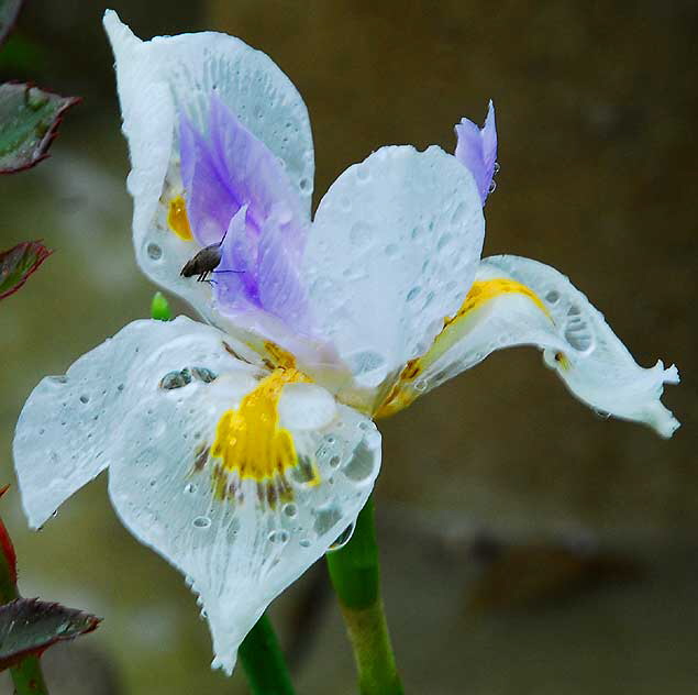 Wet Iris and Bug