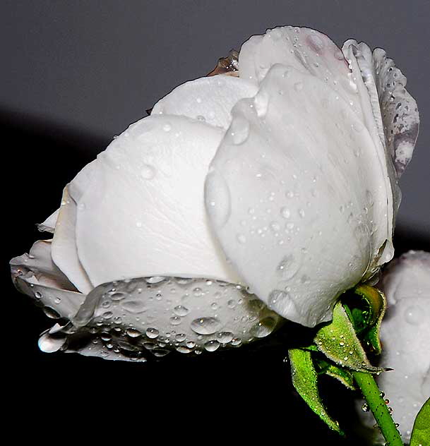 Wet Rose