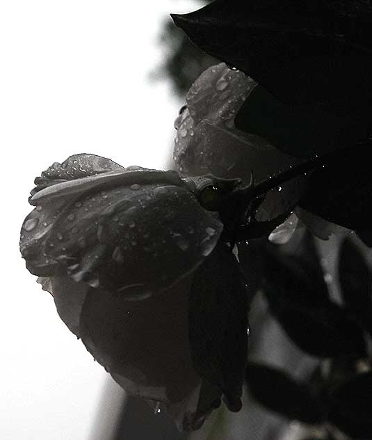 Wet Rose