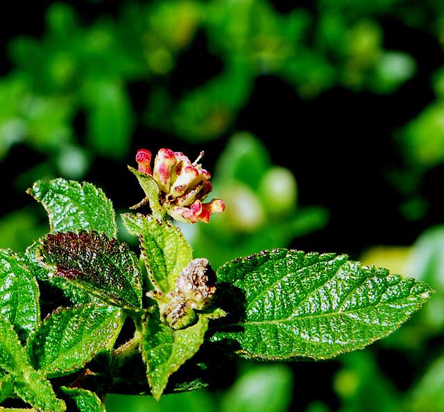 Mini-Blooms