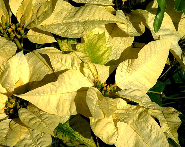 White Poinsettia 