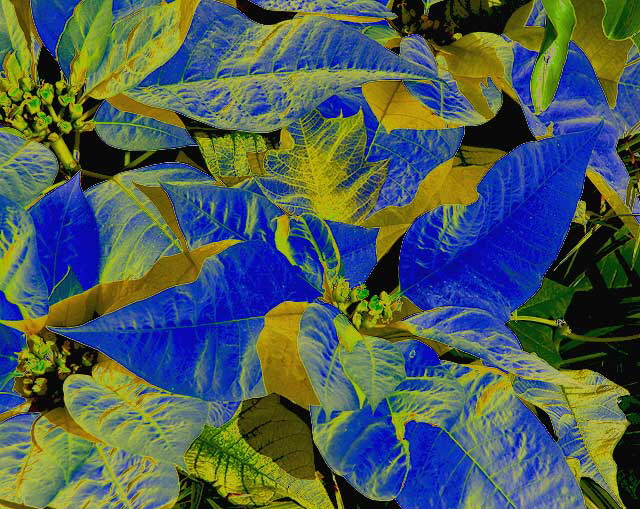 White Poinsettia - Photoshop Filter: Solarize