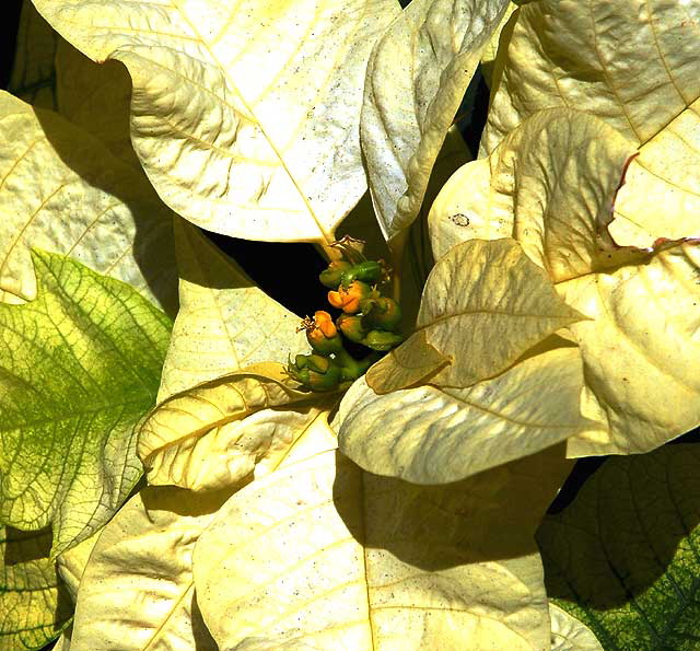 White Poinsettia 