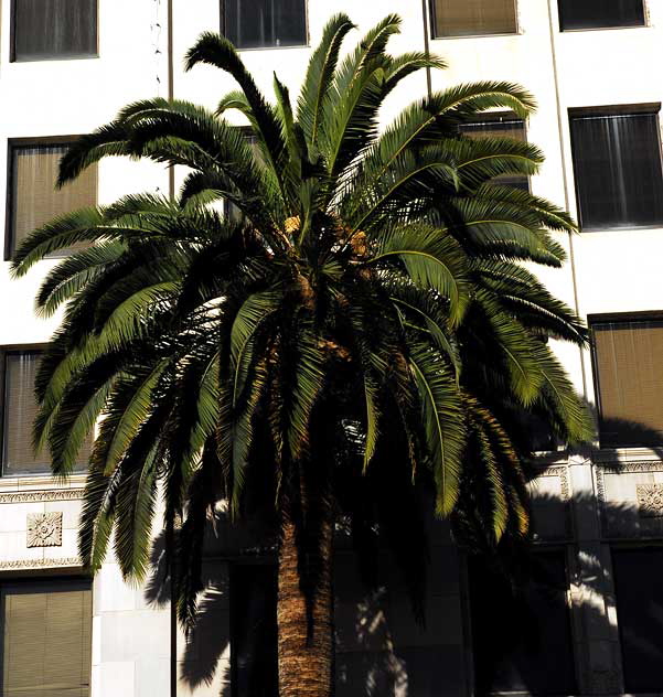 Palm and Shadows, Hollywood Boulevard