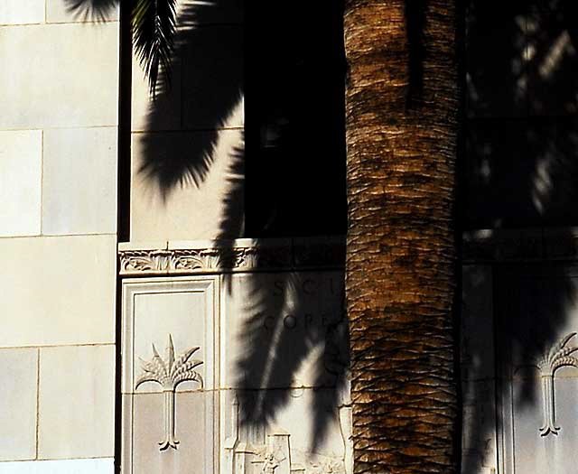 Palm and Shadows, Hollywood Boulevard
