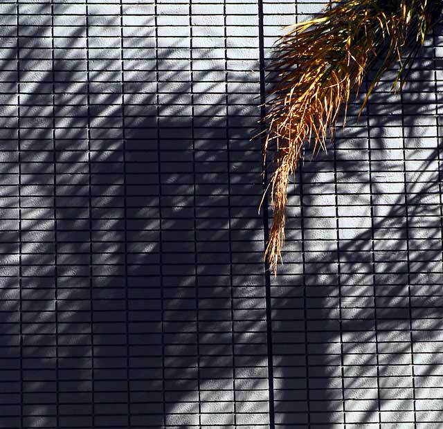 Palm and Shadows, Hollywood Boulevard