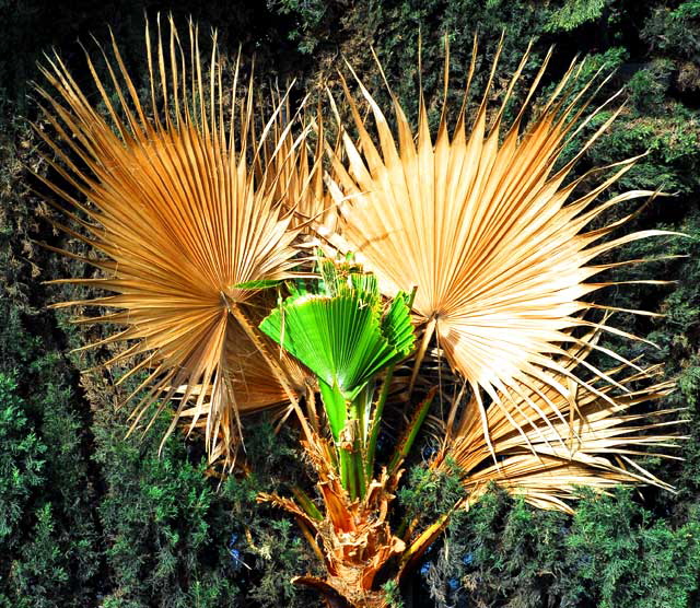 Fan Palm and Juniper 