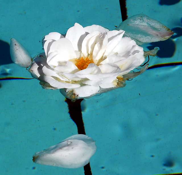 Rose floating in the William Mulholland Memorial Fountain at the intersection of Riverside Drive and Los Feliz Boulevard, at the edge of Griffith Park - Wednesday, January 27, 2010