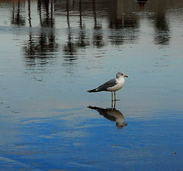 Gull at Low Time, Venice Beach