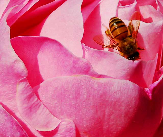 Bee, Pink Rose