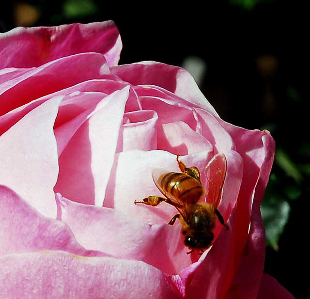 Bee, Pink Rose