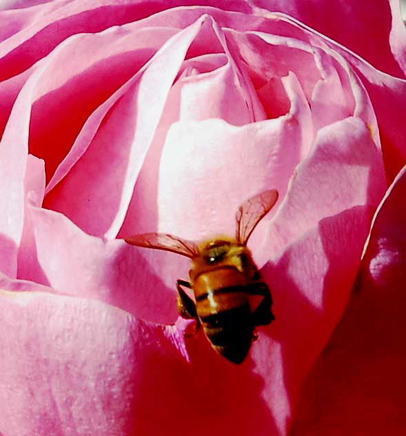 Bee, Pink Rose