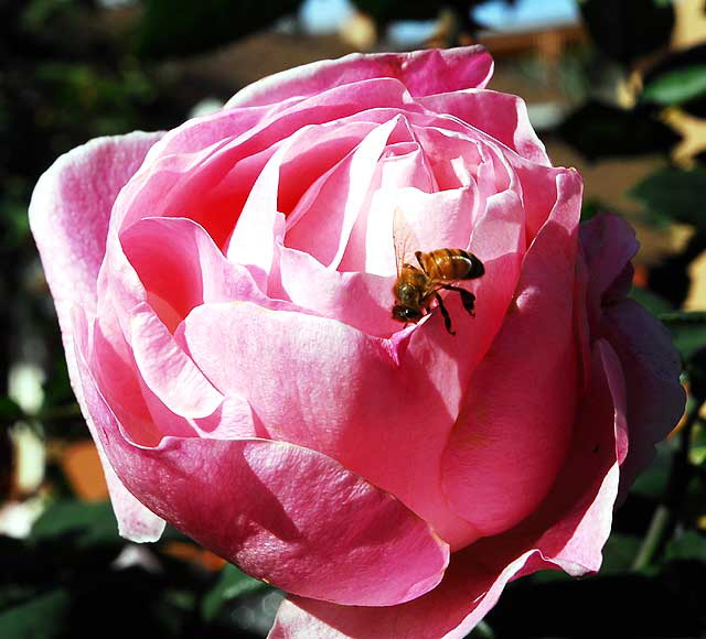 Bee, Pink Rose