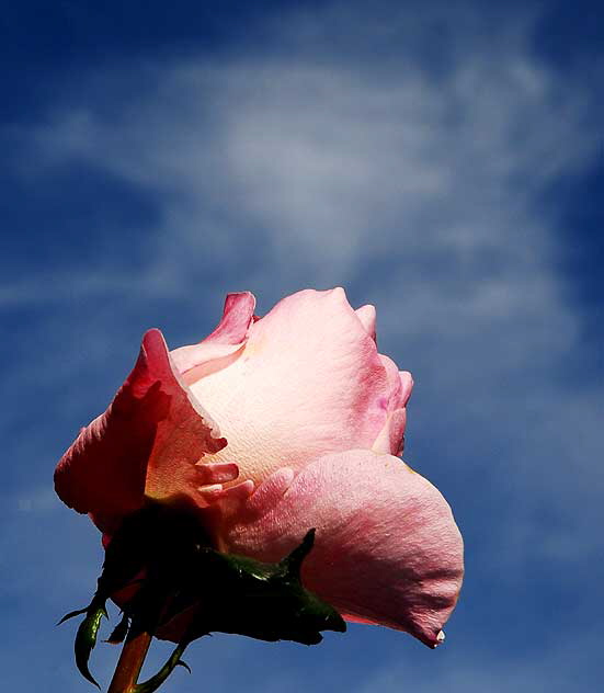 Sky Rose, LA, Saturday, January 2, 2010