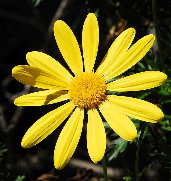 Daisy, LA, Saturday, January 2, 2010