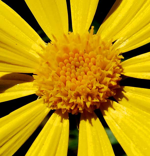 Daisy, LA, Saturday, January 2, 2010