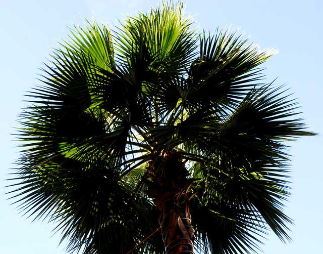 Backlit Palm, Hollywood Boulevard at Orange