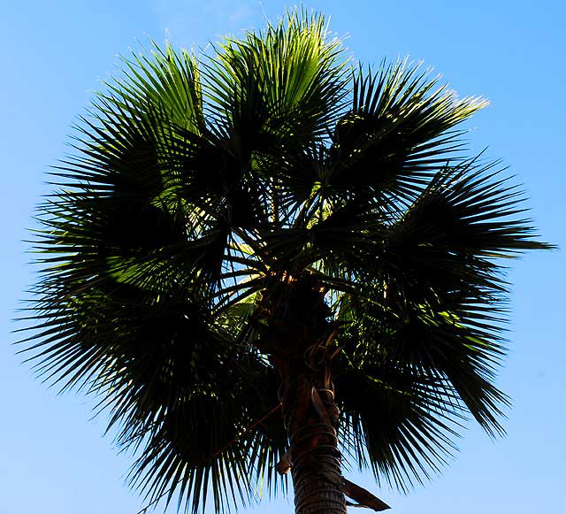 Backlit Palm, Hollywood Boulevard at Orange