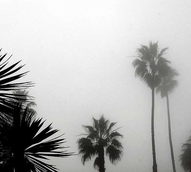 Fog at the Santa Monica Pier, mid-afternoon, Thursday, January 7, 2010