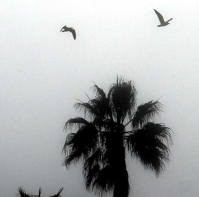 Fog at the Santa Monica Pier, mid-afternoon, Thursday, January 7, 2010