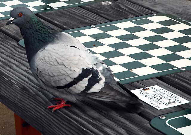 At the Chess Park near the Santa Monica Pier, a pigeon who can't read the sign - 