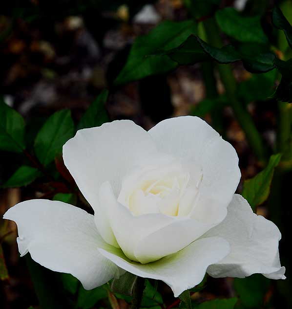 White Rose