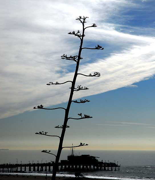 Pacific Palisades Park, Ocean Avenue and Wilshire, on Monday, January 11, 2010    