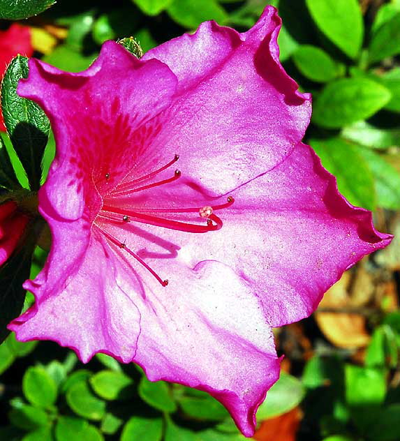Azalea