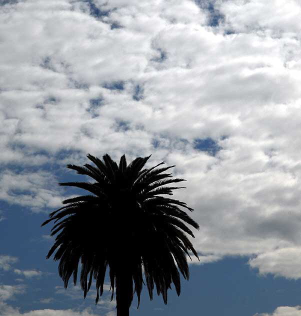 Palm and Clouds