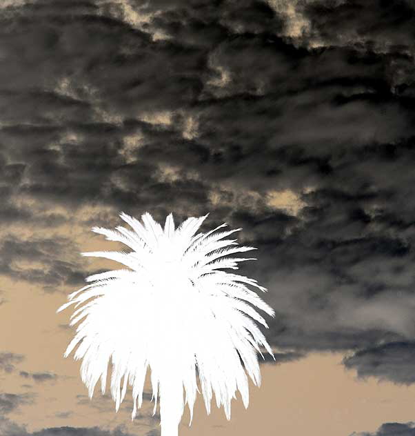 Palm and Clouds