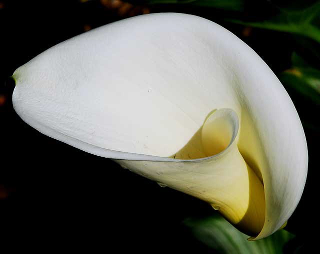 Zantedeschia aethiopica (Calla Lily)