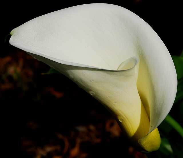 Zantedeschia aethiopica (Calla Lily)
