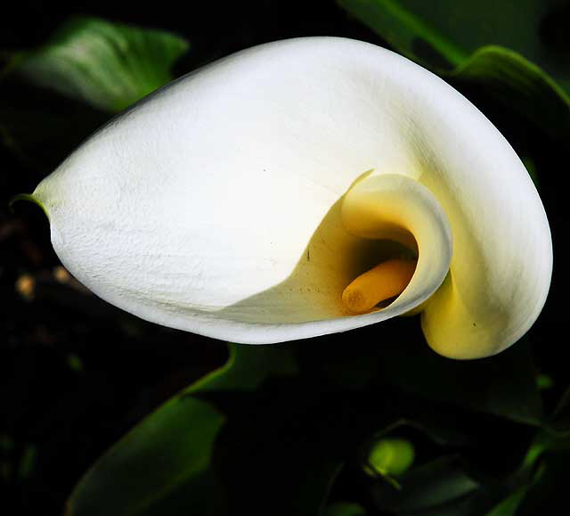 Zantedeschia aethiopica (Calla Lily)